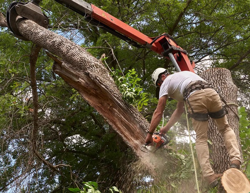 Higuera Tree Care
