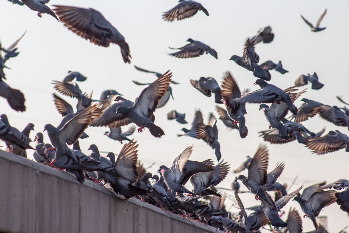 Honolulu Bird Control Experts