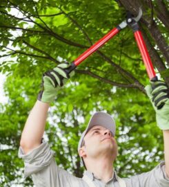 The Farnborough Tree Surgeon