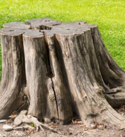 The Farnborough Tree Surgeon