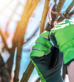The Farnborough Tree Surgeon