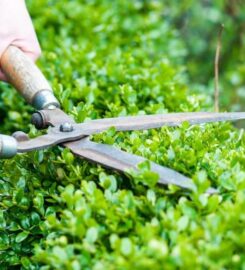 The Farnborough Tree Surgeon