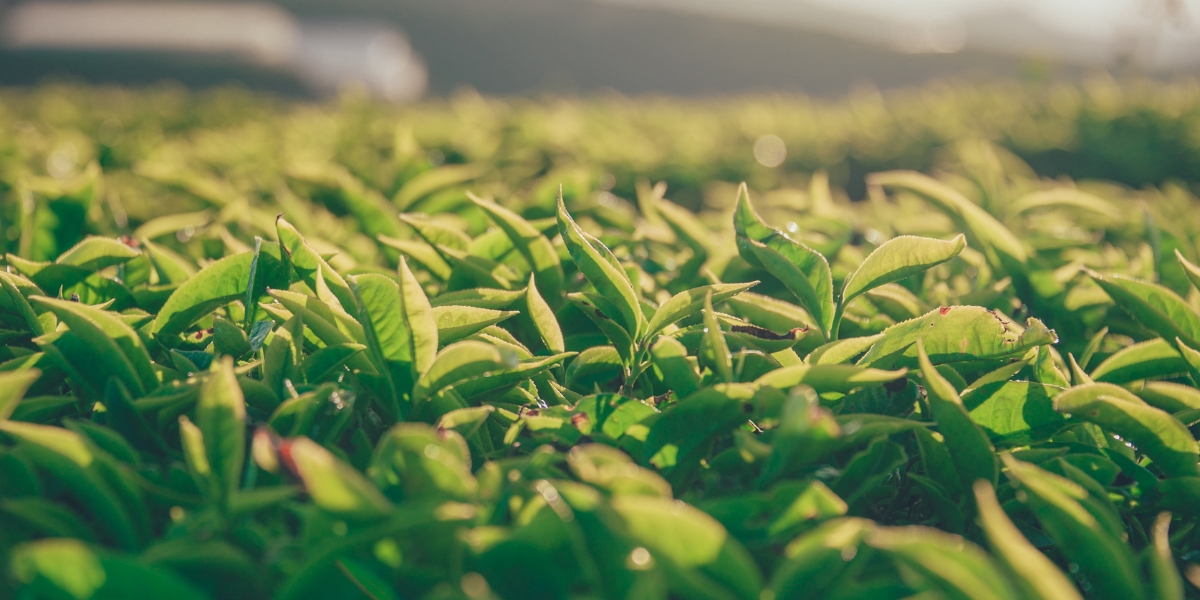 AgTech