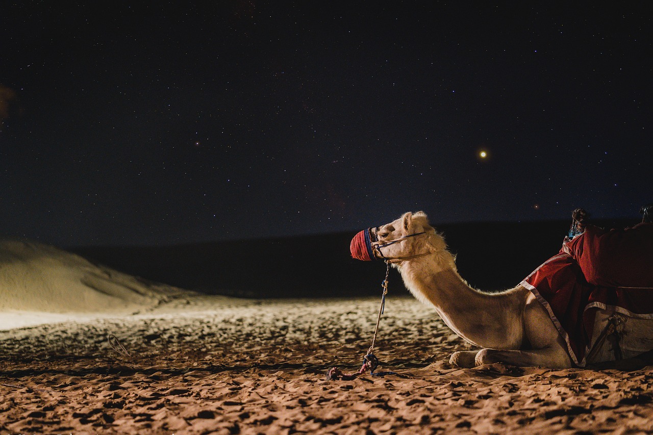 JCR Desert Safari Camp