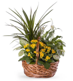 London Florist and Garden Center