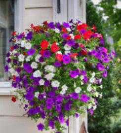 London Florist and Garden Center