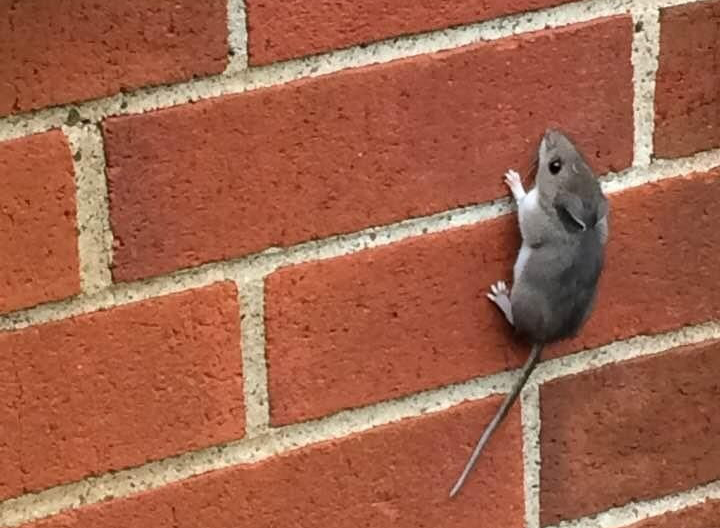 Squared Away Pest Control