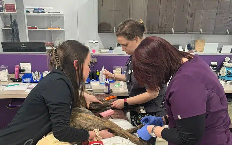 Summit Veterinary Care