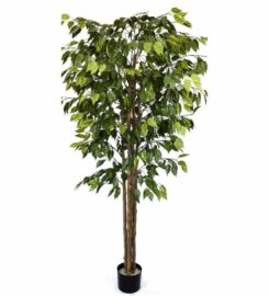 Designer Plants