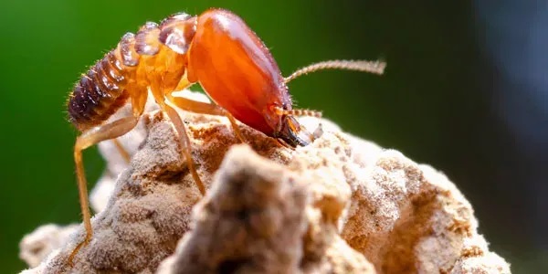 Connor's Pest Pros