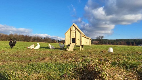 Arks, Runs and Coops