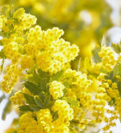 Flowa Flower Delivery