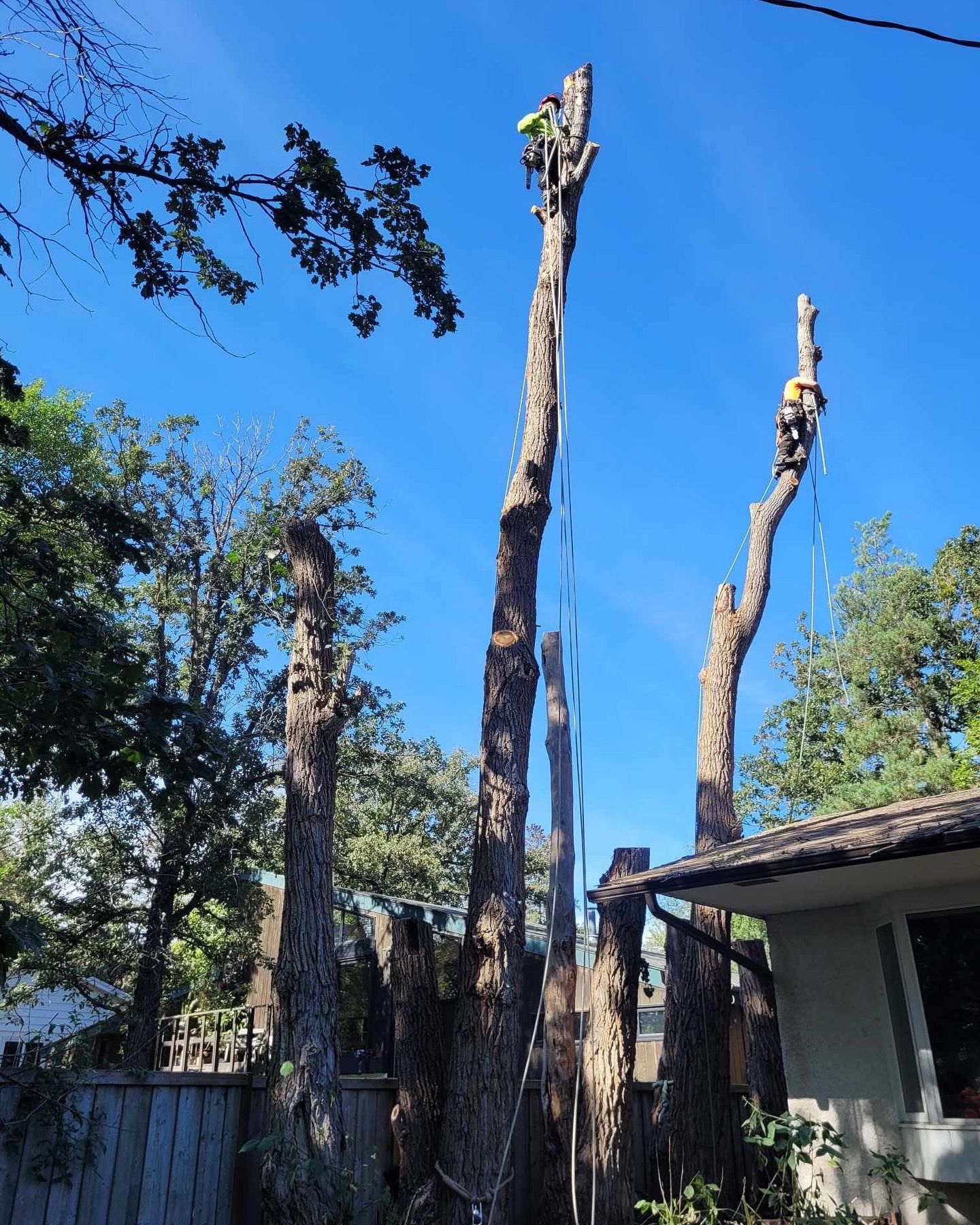 Affordable Tree And Stump Experts