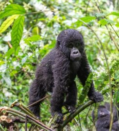 Jewel Gorilla Safaris