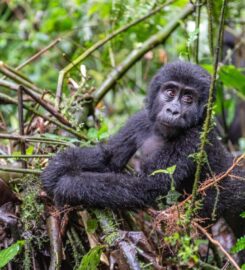 Jewel Gorilla Safaris
