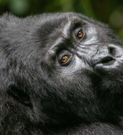 Jewel Gorilla Safaris