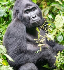 Jewel Gorilla Safaris