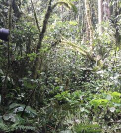 Jewel Gorilla Safaris