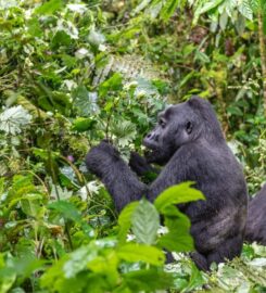 Jewel Gorilla Safaris