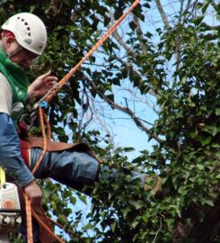 Clean Cut Tree Services