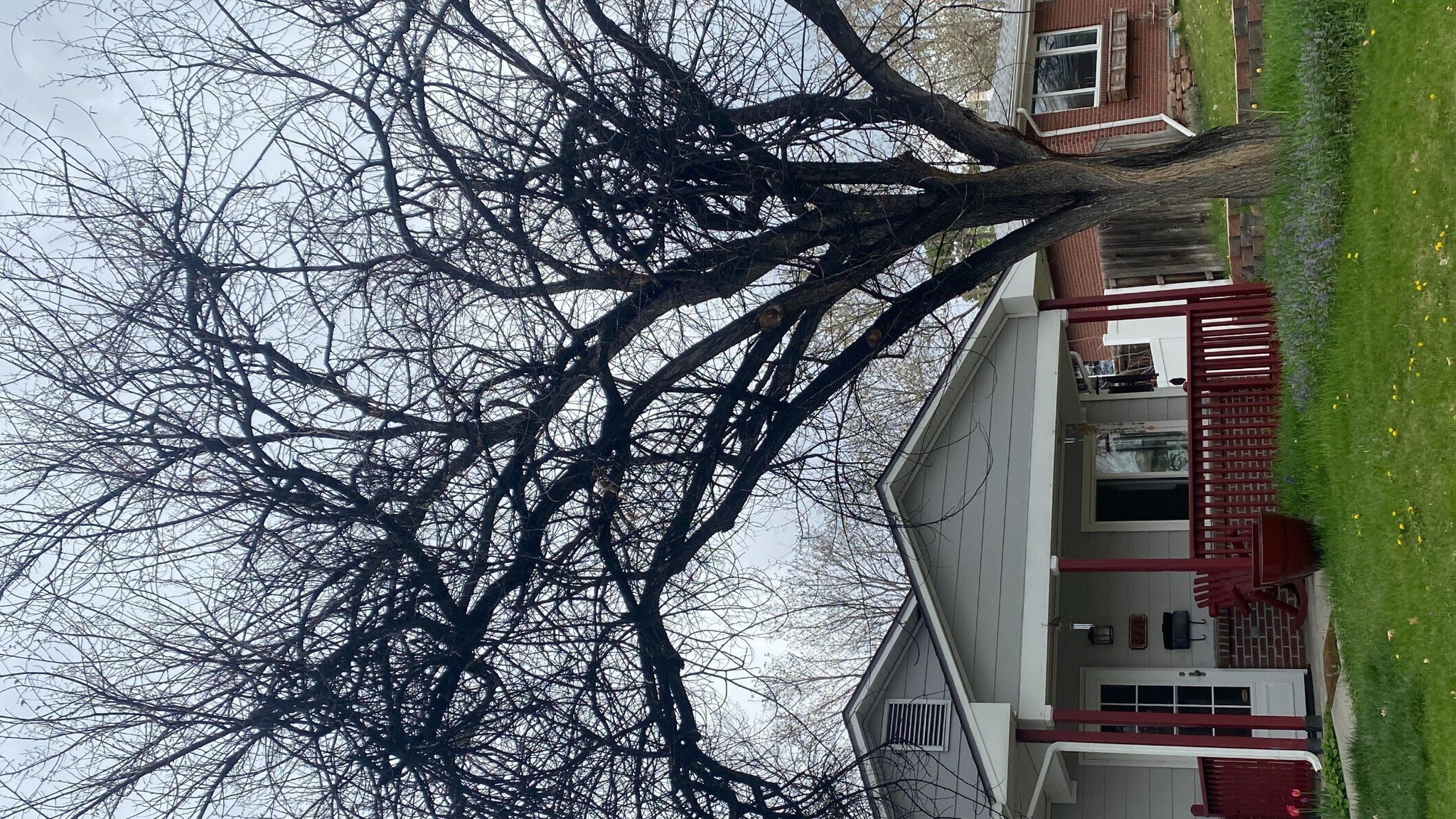 Tree Service Denver LLC