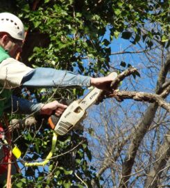 Clean Cut Tree Services