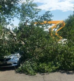 Clean Cut Tree Services