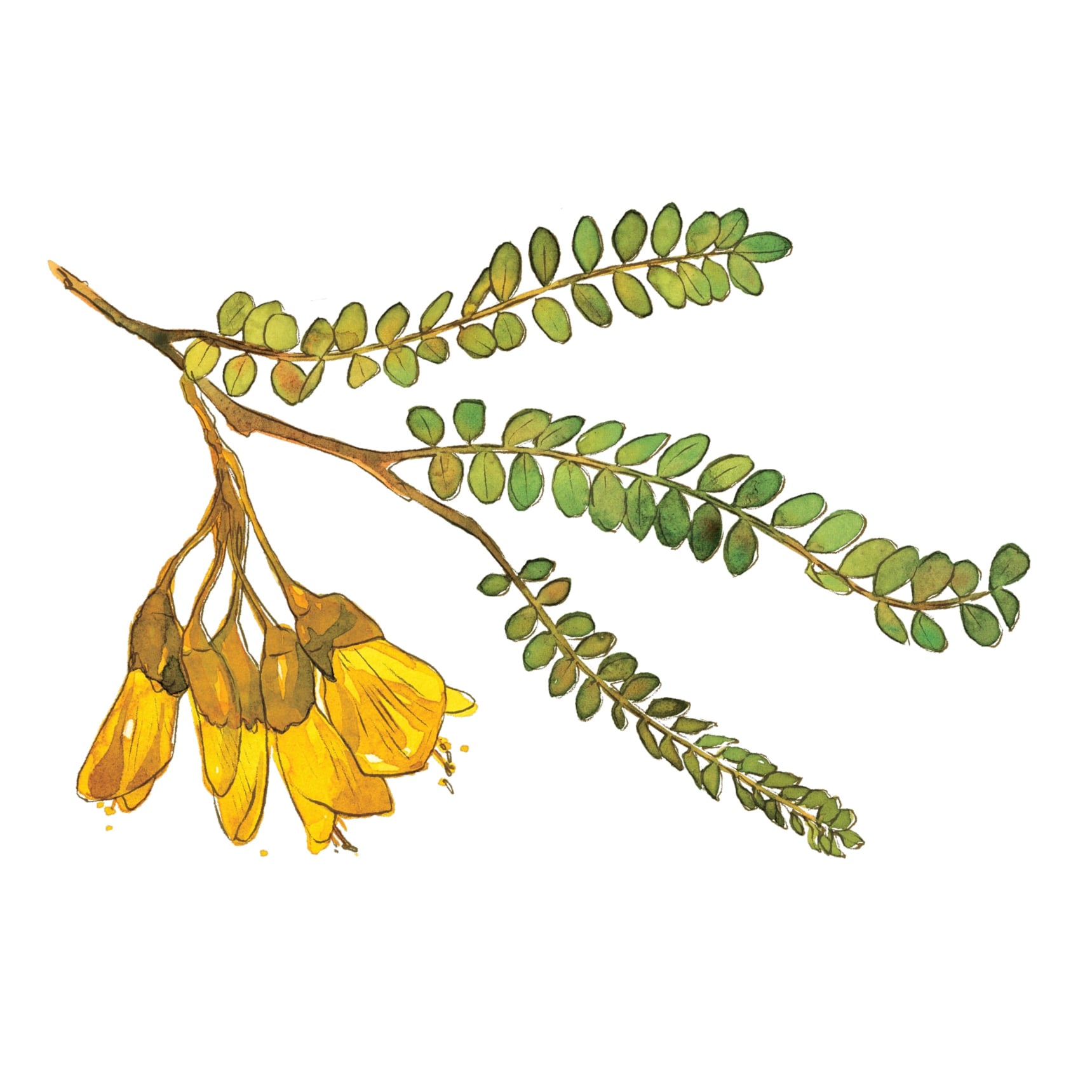 NATURESCAPES | Auckland Landscape and Garden Services