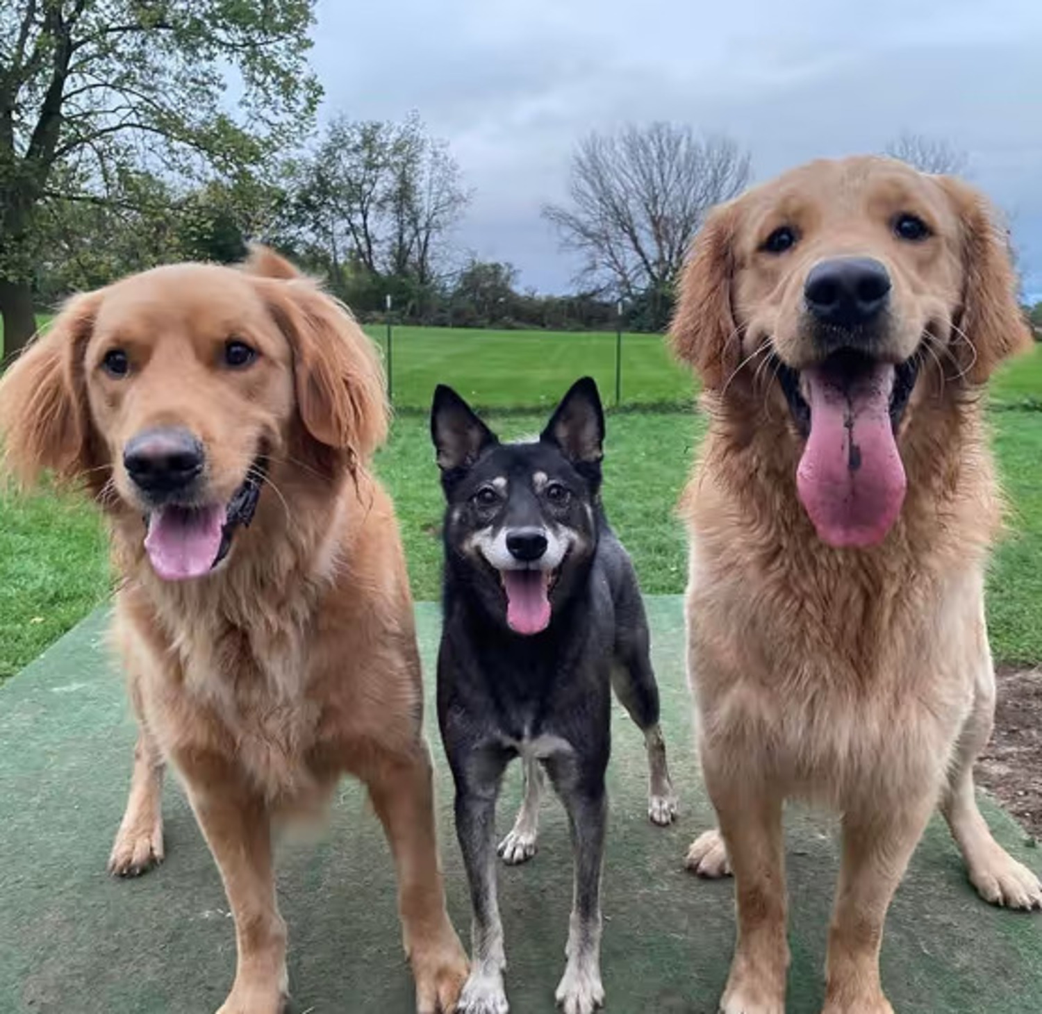 Sweet Paws Retreat