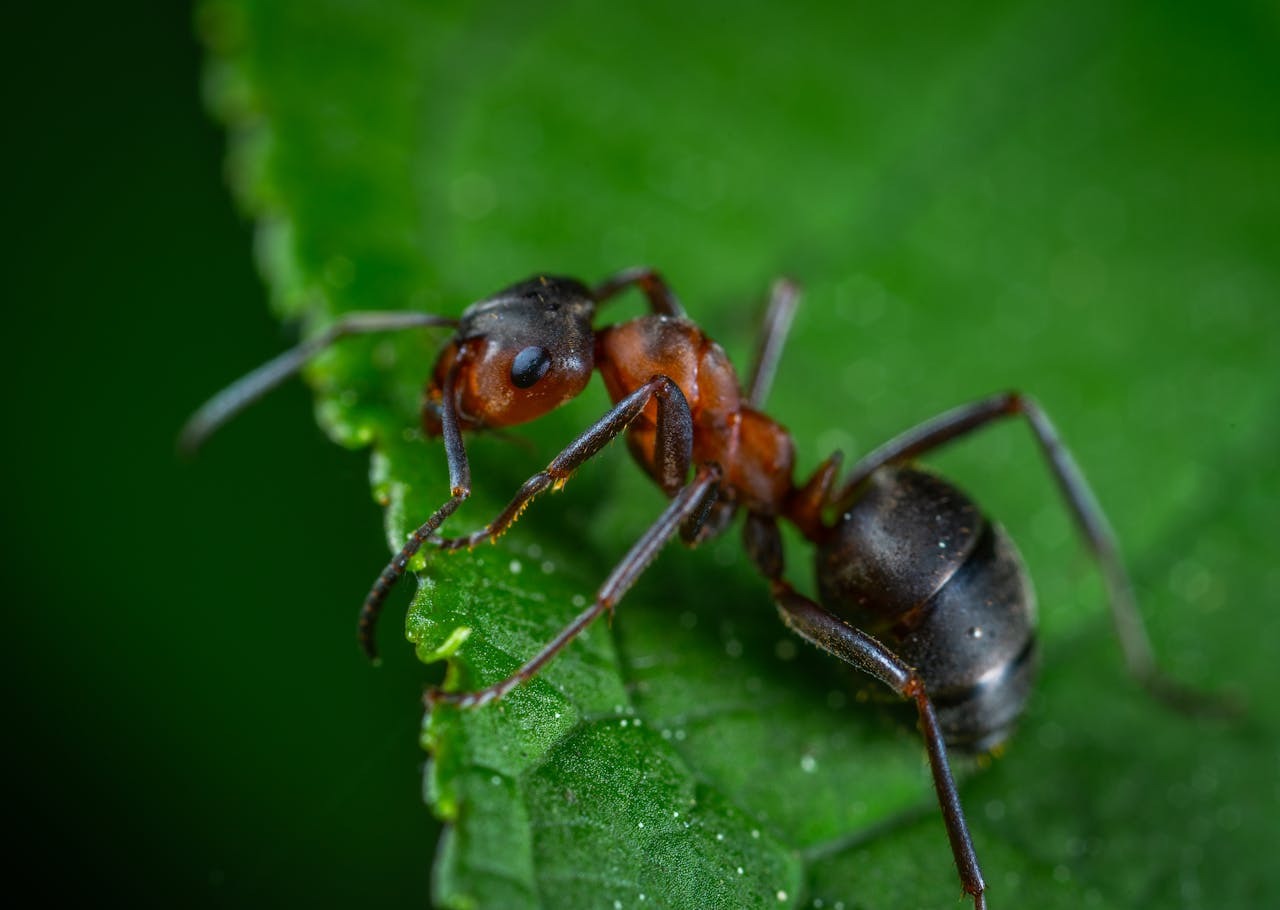 The Southfield Pest Control Crew