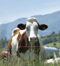 Livestock Capital