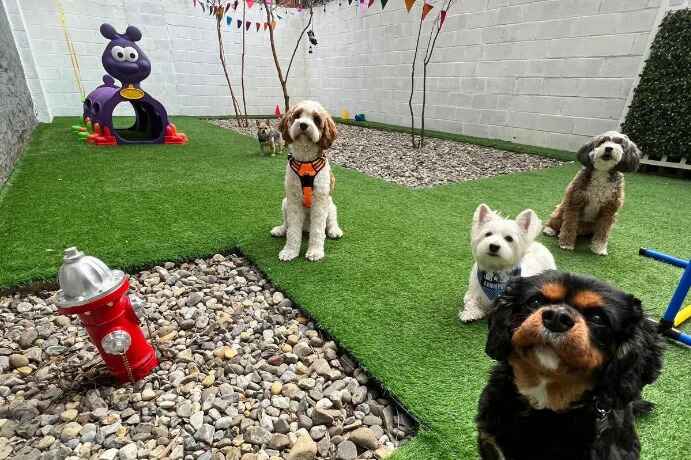 Upper Dogs Social Club