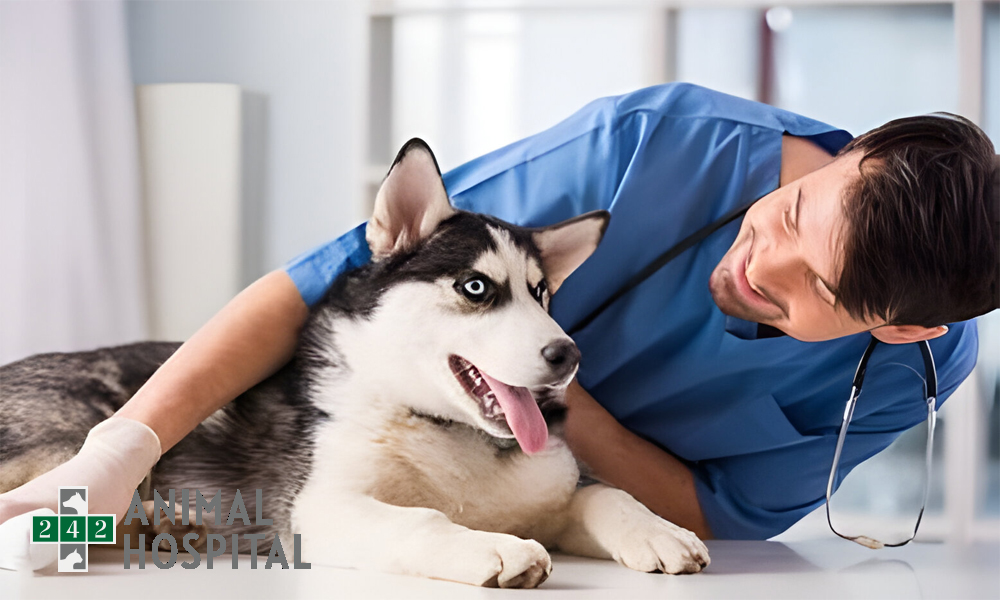 242 Animal Hospital