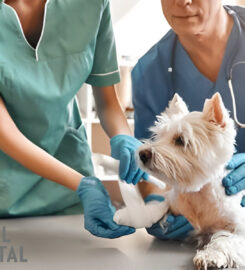 242 Animal Hospital