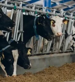 Livestock Capital