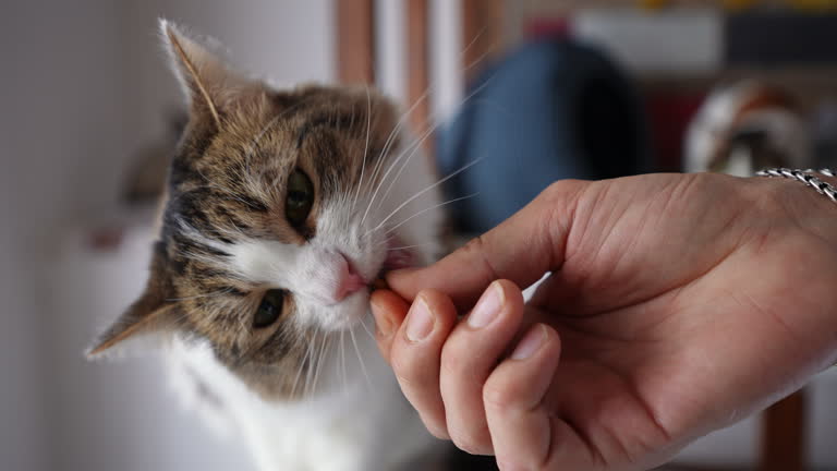 Tender & True Pet