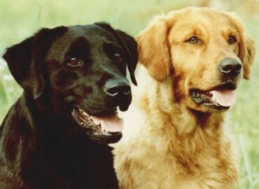 RockErin Kennels & Retrievers