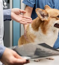 242 Animal Hospital