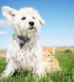 242 Animal Hospital