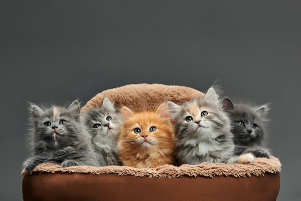 Khan kittens