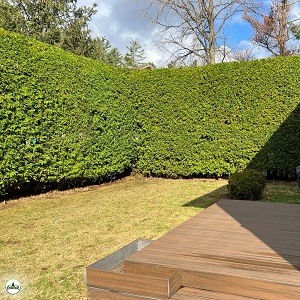 Ottawa Cedar Symetric | Planting, Trimming & Cedar Maintenanc &hellip;