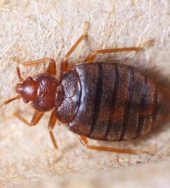 Pest Control Long Jetty – Flatline Pest Control