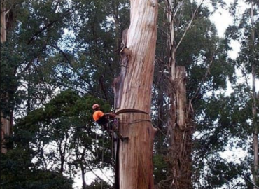 Tree Service Pros of Frisco