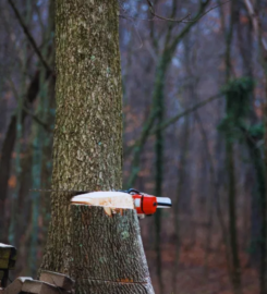 Tree Removal of Frisco