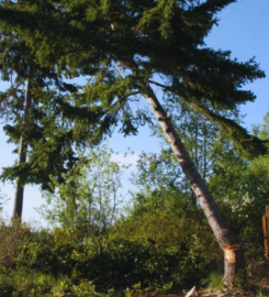 Tree Removal of Frisco