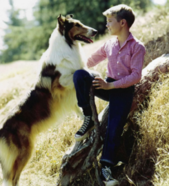 Provost Pets