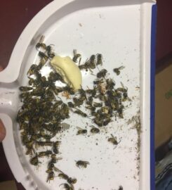 A1 Bed Bug Exterminator NYC