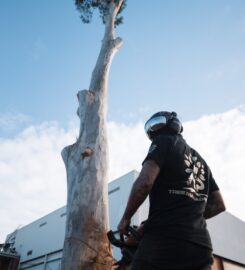 A.P. Tree Management