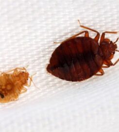 A1 Bed Bug Exterminator NYC