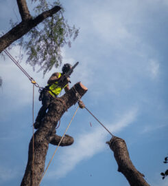 A.P. Tree Management